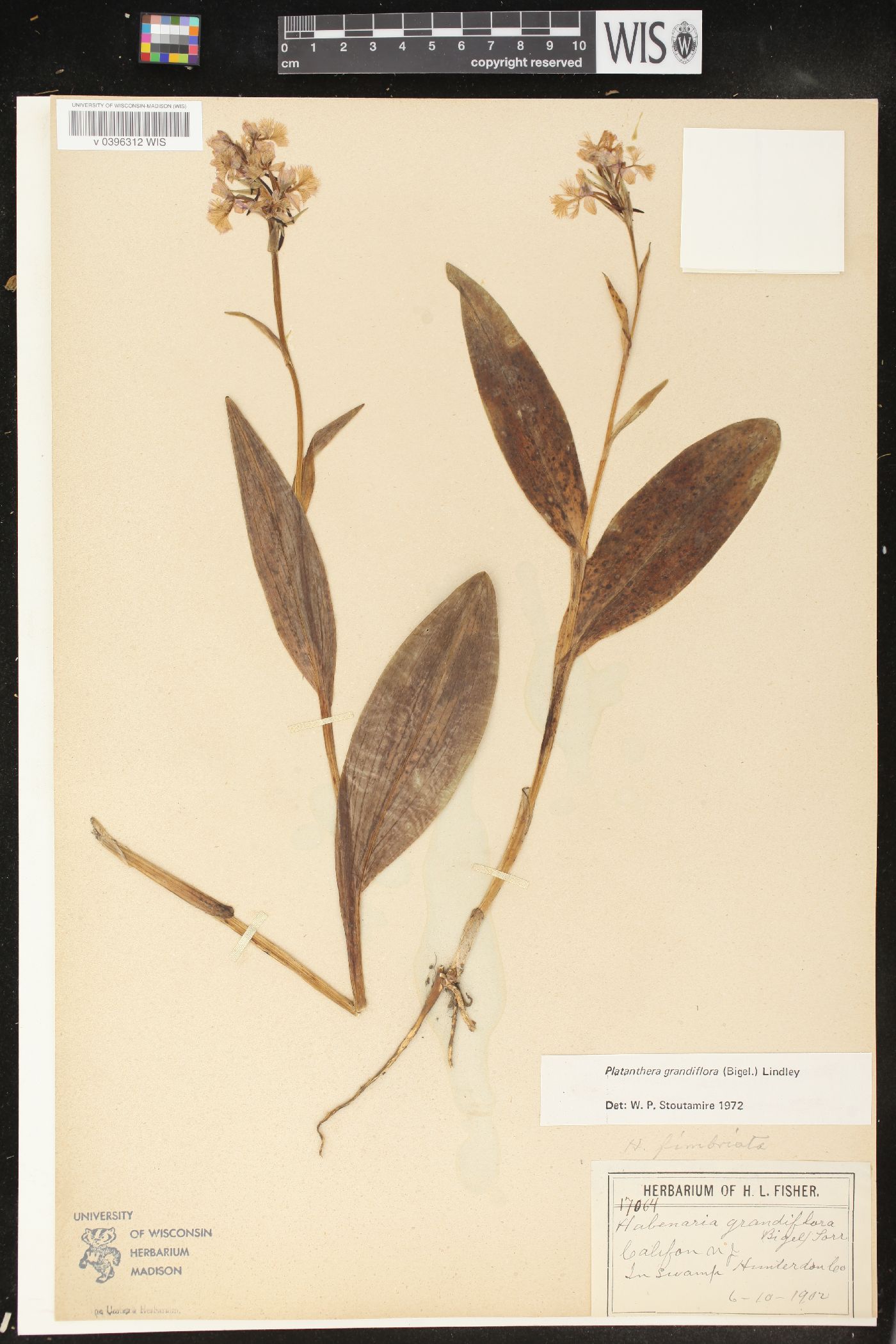 Platanthera grandiflora image
