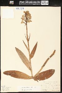 Platanthera grandiflora image