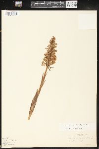 Platanthera grandiflora image