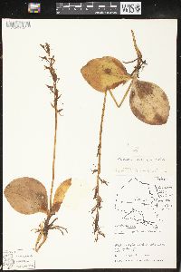 Platanthera hookeri image