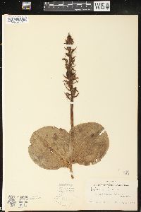 Platanthera hookeri image