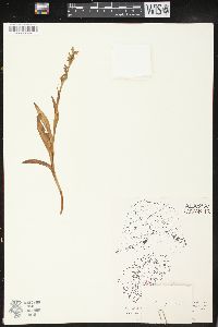 Platanthera hyperborea image