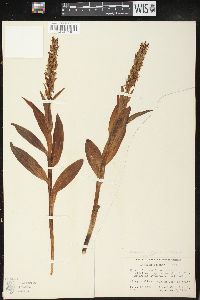 Platanthera hyperborea image