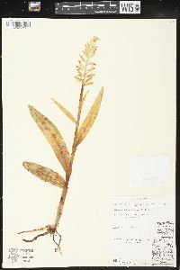 Platanthera hyperborea image