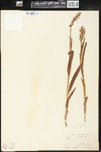 Platanthera hyperborea image