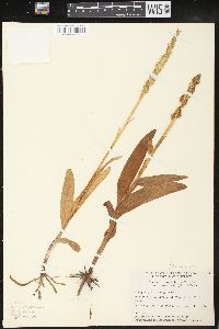 Platanthera hyperborea image