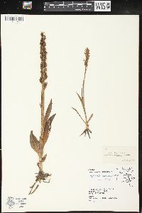 Platanthera hyperborea image