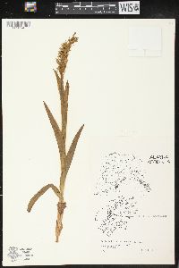 Platanthera hyperborea image