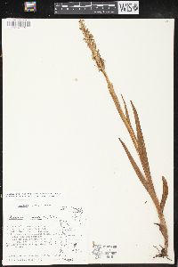 Platanthera hyperborea image