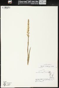 Platanthera hyperborea image