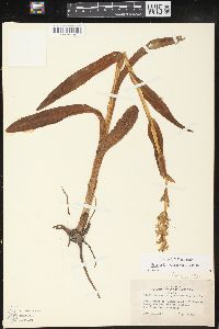 Platanthera hyperborea image