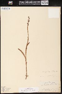 Platanthera hyperborea image