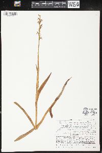 Platanthera hyperborea image