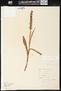 Platanthera hyperborea image