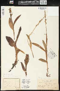 Platanthera hyperborea image