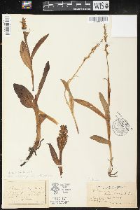 Platanthera hyperborea image