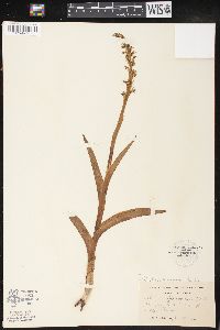 Platanthera hyperborea image