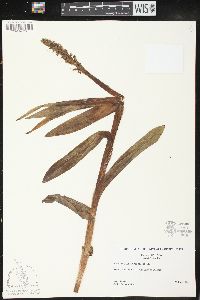 Platanthera hyperborea image