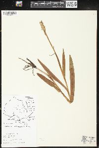 Platanthera hyperborea image