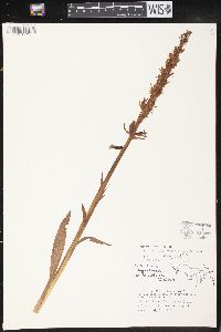 Platanthera hyperborea image