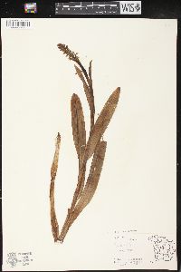 Platanthera hyperborea image