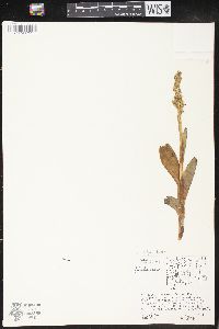 Platanthera hyperborea image