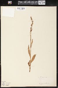 Platanthera hyperborea image