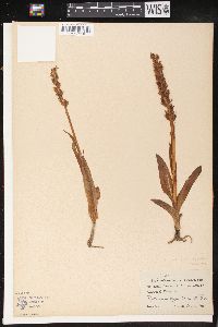 Platanthera hyperborea image