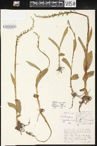 Platanthera hyperborea image