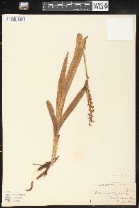 Platanthera hyperborea image