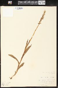 Platanthera hyperborea image