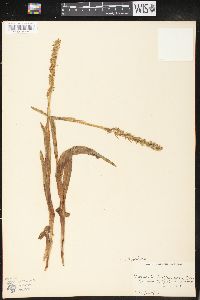 Platanthera hyperborea image