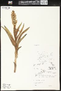 Platanthera hyperborea image