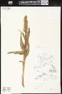 Platanthera hyperborea image