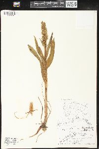 Platanthera hyperborea image