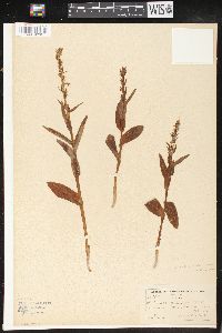 Platanthera hyperborea image