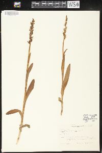 Platanthera hyperborea image