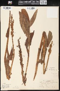 Platanthera psycodes image