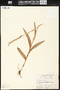 Platanthera hyperborea image