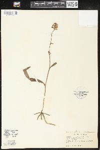 Platanthera integra image