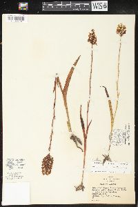 Platanthera integra image