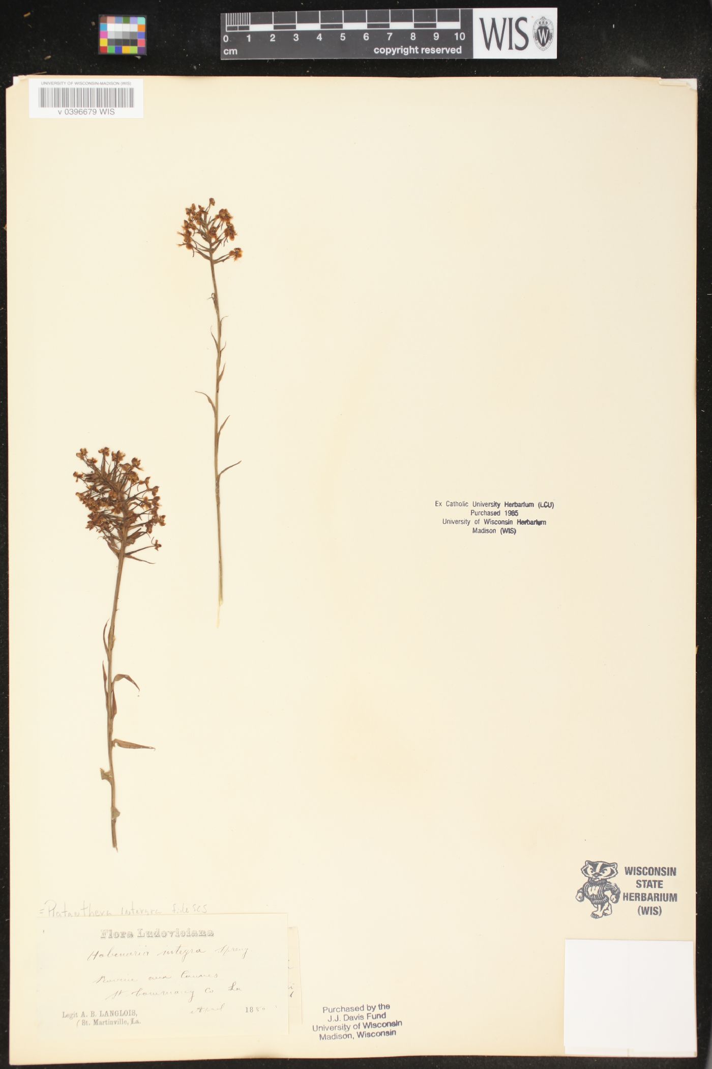 Platanthera integra image
