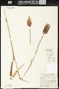 Platanthera integra image