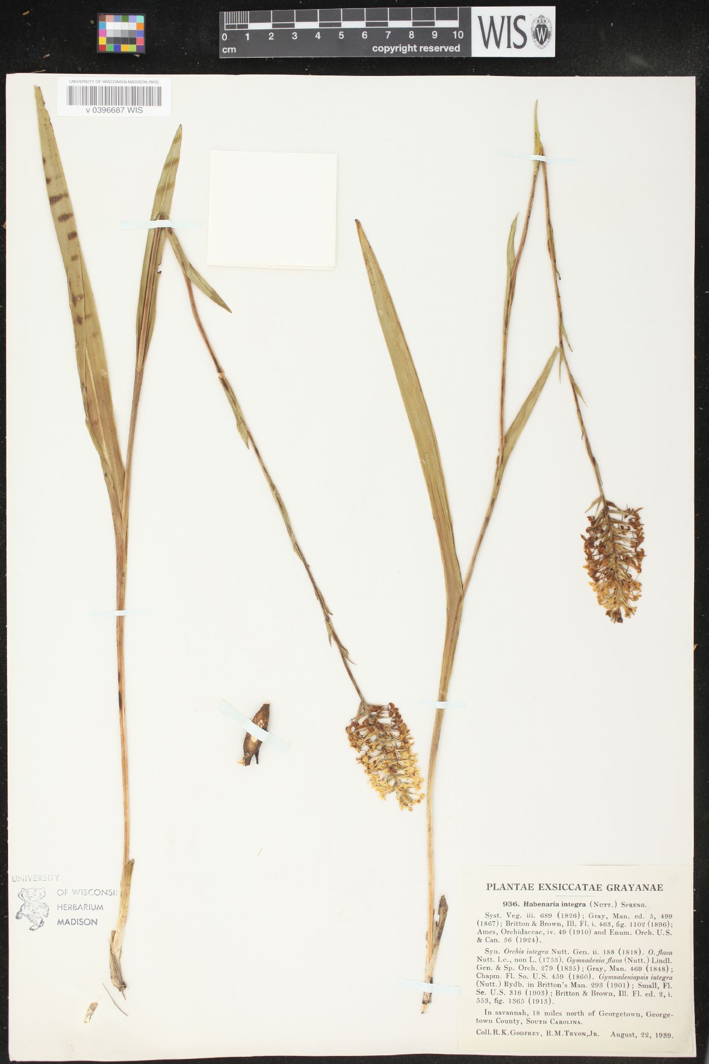 Platanthera integra image