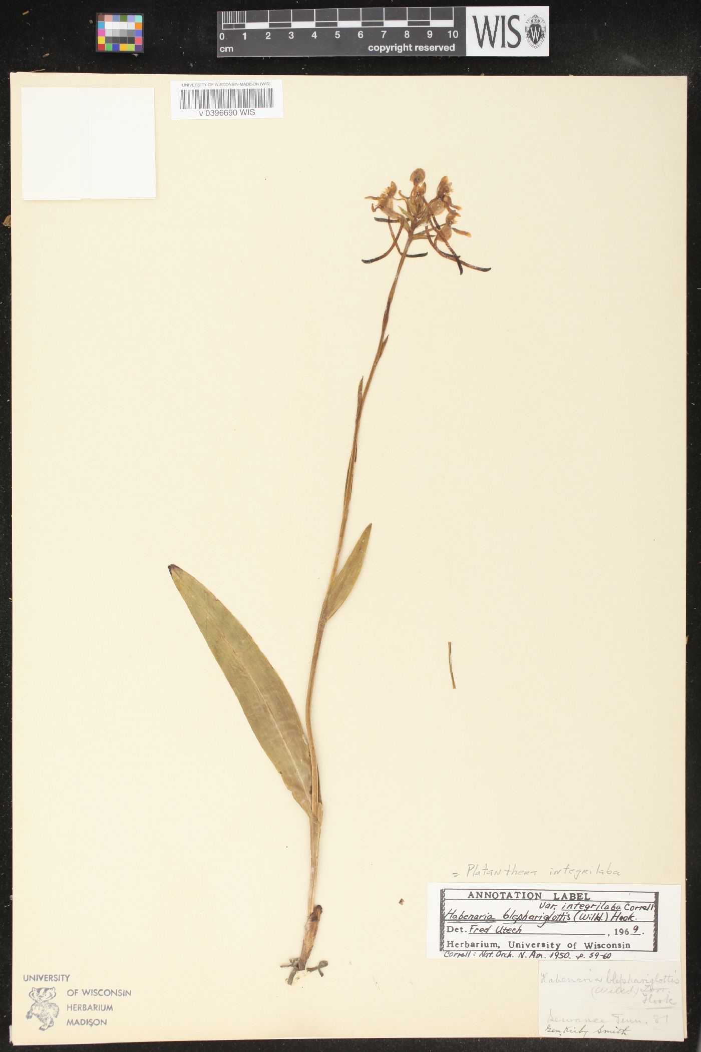 Platanthera integrilabia image