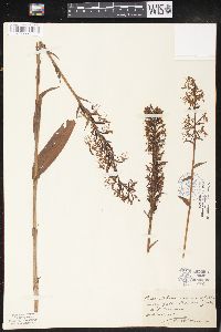 Platanthera lacera image