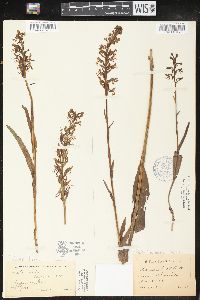 Platanthera lacera image