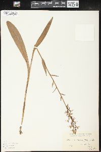 Platanthera lacera image