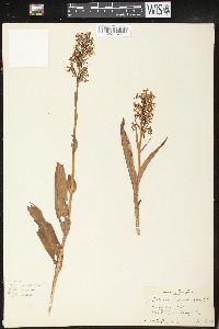 Platanthera lacera image