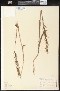 Platanthera lacera image